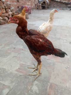 Aseel jawa hen breed