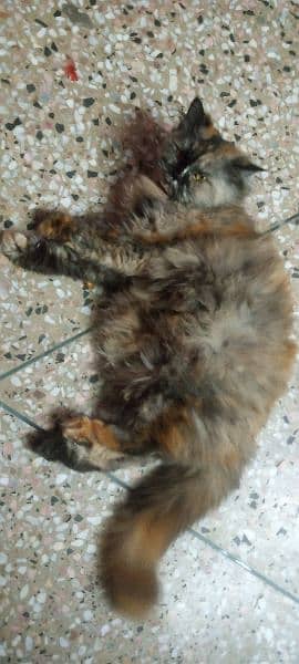 persian cat for sale rawalpindi islamabad tripple coat 1