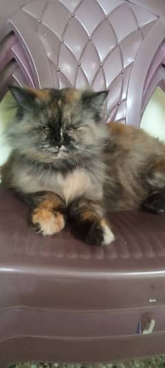 persian cat for sale rawalpindi islamabad tripple coat