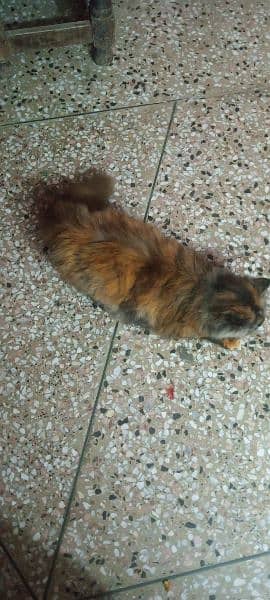 persian cat for sale rawalpindi islamabad tripple coat 2