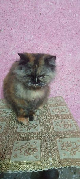 persian cat for sale rawalpindi islamabad tripple coat 4