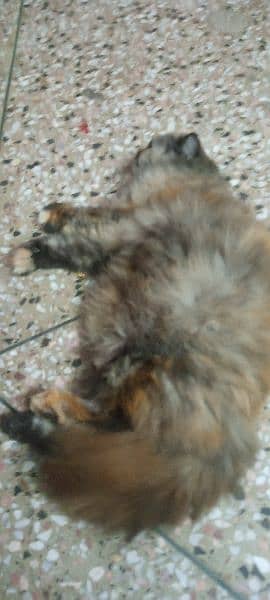 persian cat for sale rawalpindi islamabad tripple coat 5