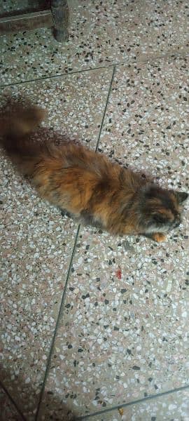 persian cat for sale rawalpindi islamabad tripple coat 6