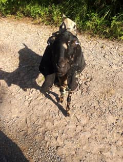 female bakri for sale