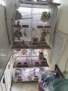 Dove, buggies and Finches with thier babies