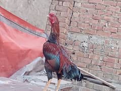 BEST BREEDER LAKHA PAKISTANI ASEEL.