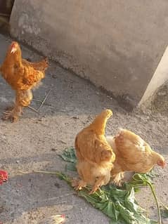 golden buff hen for sale