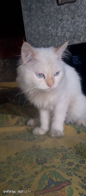 male cats sale 9