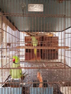 green ringneck talking pair