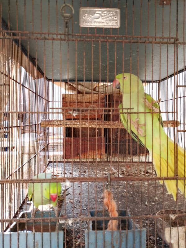 green ringneck talking pair 1