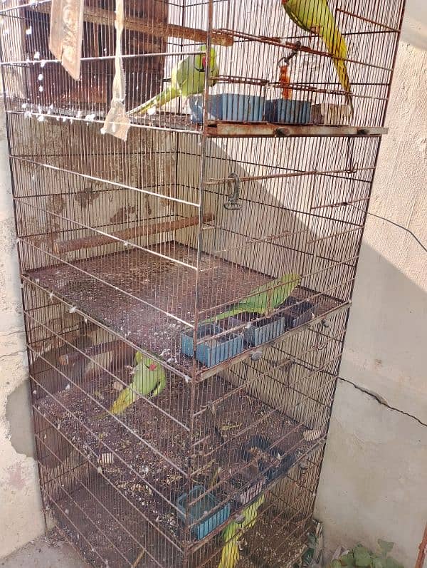 green ringneck talking pair 2