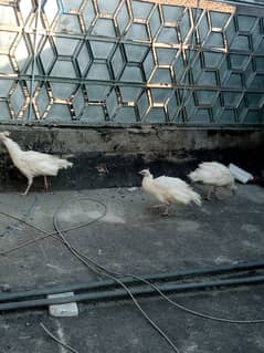 3 pcs white peacock