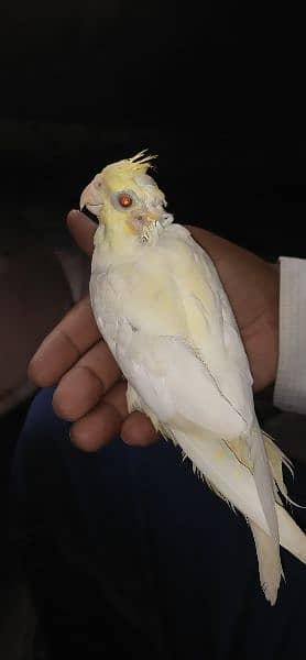 parrot pair for sale 0