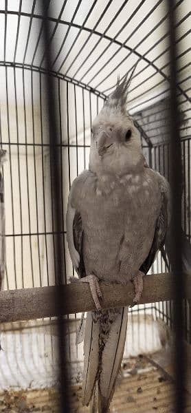 parrot pair for sale 1