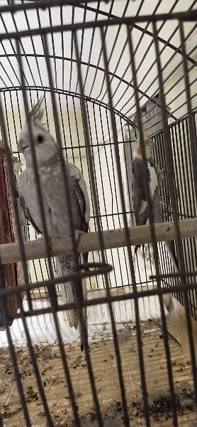 parrot pair for sale 2