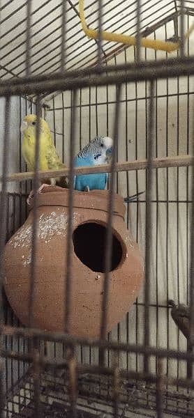 parrot pair for sale 3