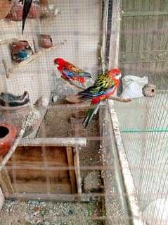 sale sale sale Rosella  breeder pair for sale