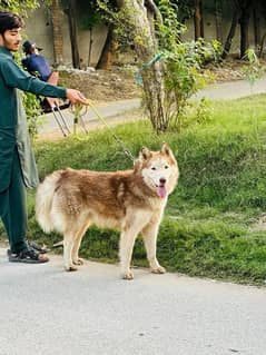 siberian husky