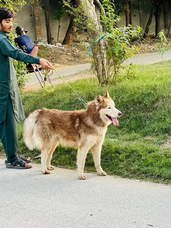 siberian husky 1