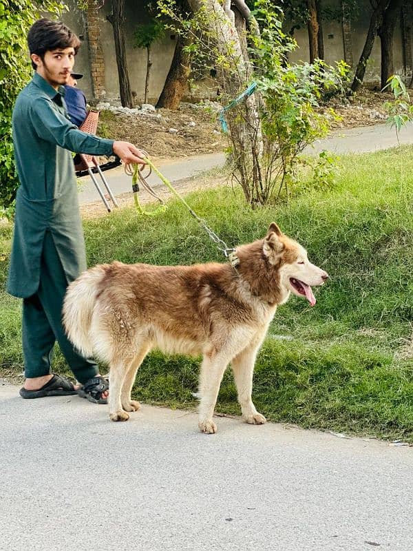 siberian husky 2