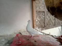 pure white breeder pigeons pair