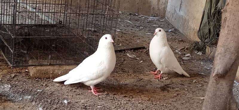 pure white breeder pigeons pair 1