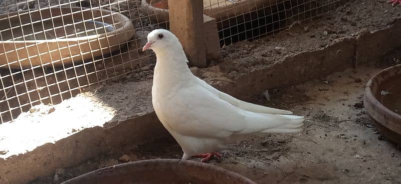 pure white breeder pigeons pair 2