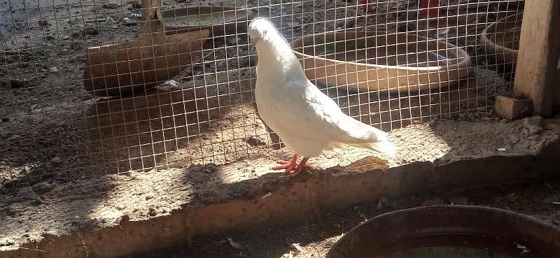 pure white breeder pigeons pair 3