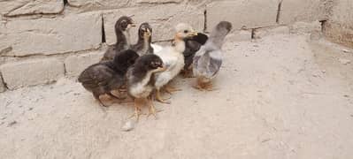 Aseel Chicks For Sale