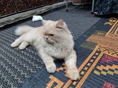 Persian cat /Persian kittens /triple coated /punch face /Cat 0