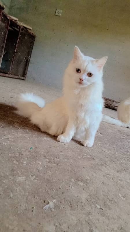 Persian Cat Piar 8