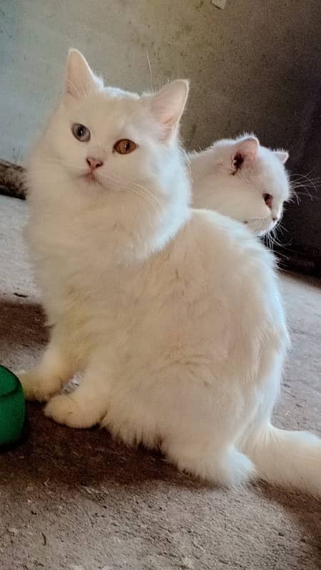 Persian Cat Piar 9