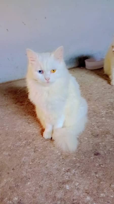 Persian Cat Piar 10