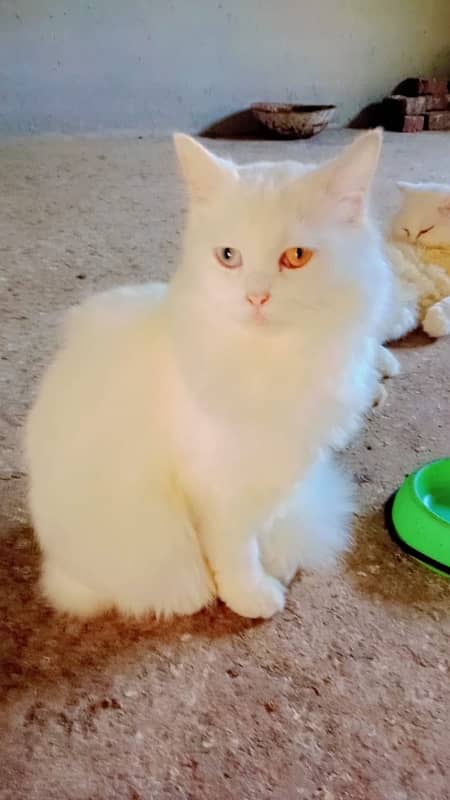 Persian Cat Piar 11