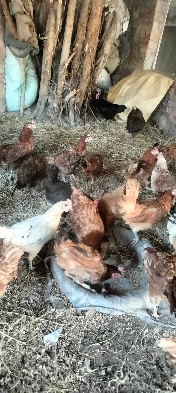 Golden Misri hen | Hens | egg started | Murgiya | Egg laying |desi hen 5