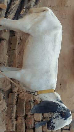 bakri for sale betal mix gaban bakri 0317 5098374 rabata no