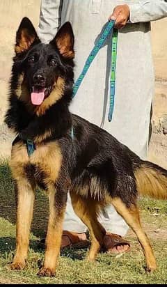 king shefard male age 5 month long coated for sale