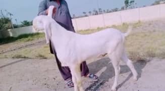 gulabi bakra for sale/03492022936