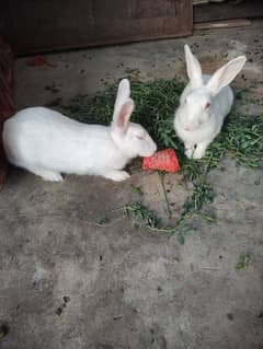 Red eyes Rabbits