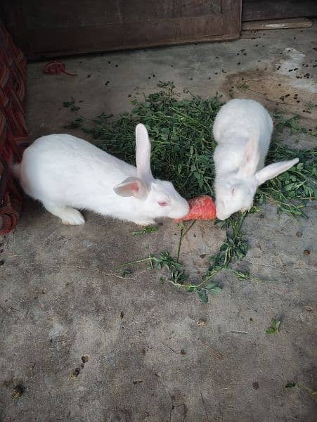 Red eyes Rabbits 3