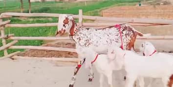 batl bakri 3 bacho wali