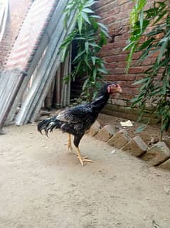 Aseel Patha For Sale Or Exchange Possible With Desi Hens