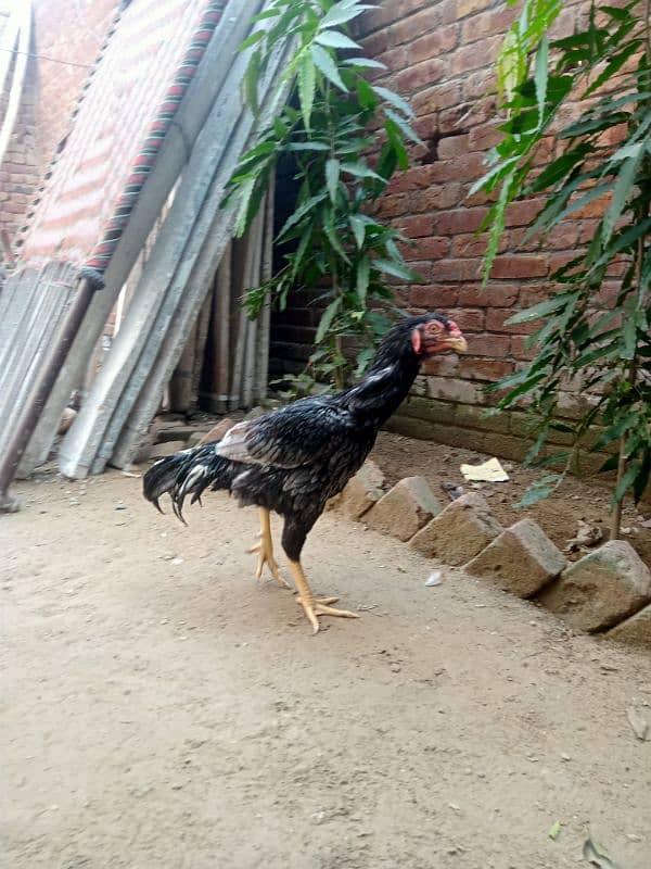 Aseel Patha For Sale Or Exchange Possible With Desi Hens 0