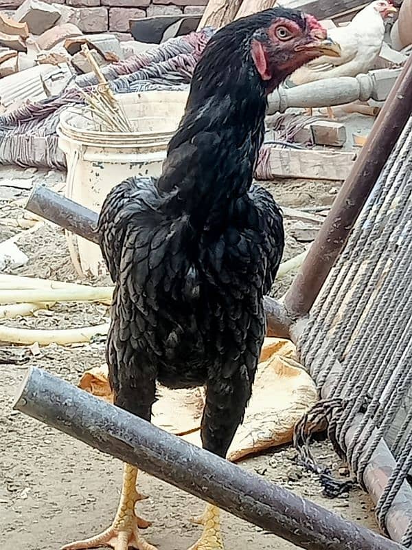 Aseel Patha For Sale Or Exchange Possible With Desi Hens 1