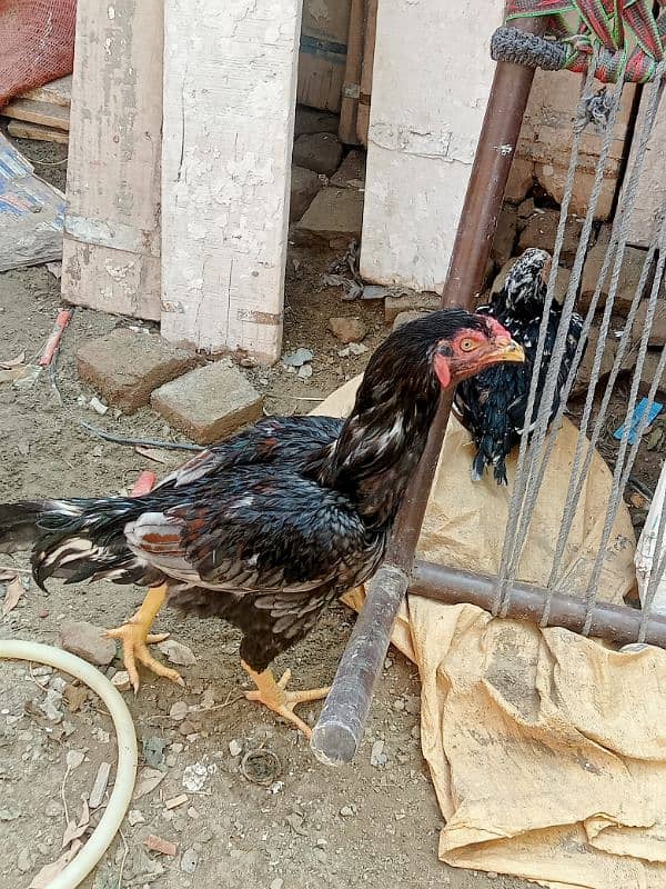 Aseel Patha For Sale Or Exchange Possible With Desi Hens 3