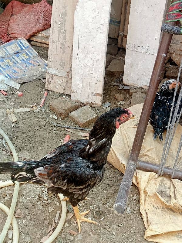 Aseel Patha For Sale Or Exchange Possible With Desi Hens 4