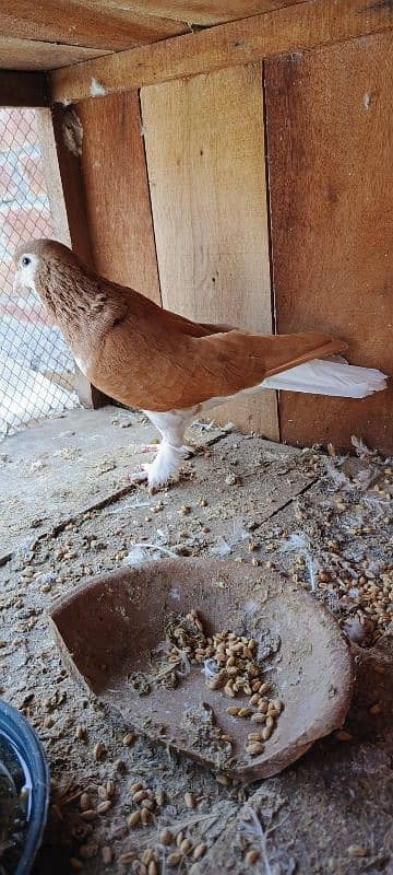 sherazi mukhi male 3