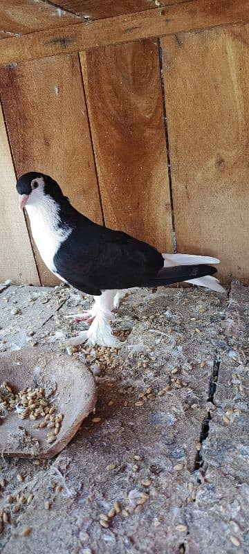 sherazi mukhi male 4