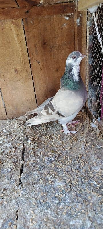 sherazi mukhi male 6