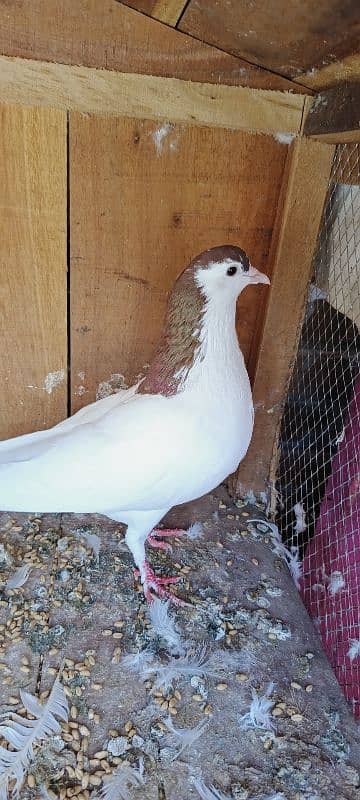 sherazi mukhi male 9